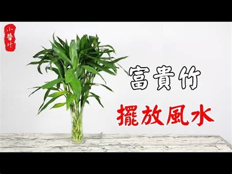 開運竹要放幾隻|開運竹風水禁忌與擺放位置指南：助你提升家居風水、。